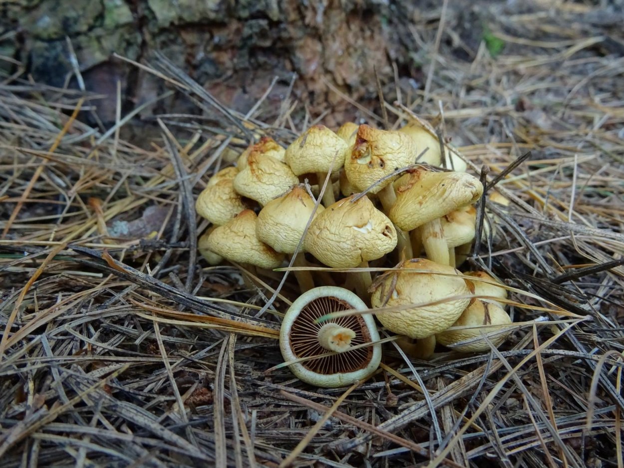 Чешуйчатка Боровая гриб