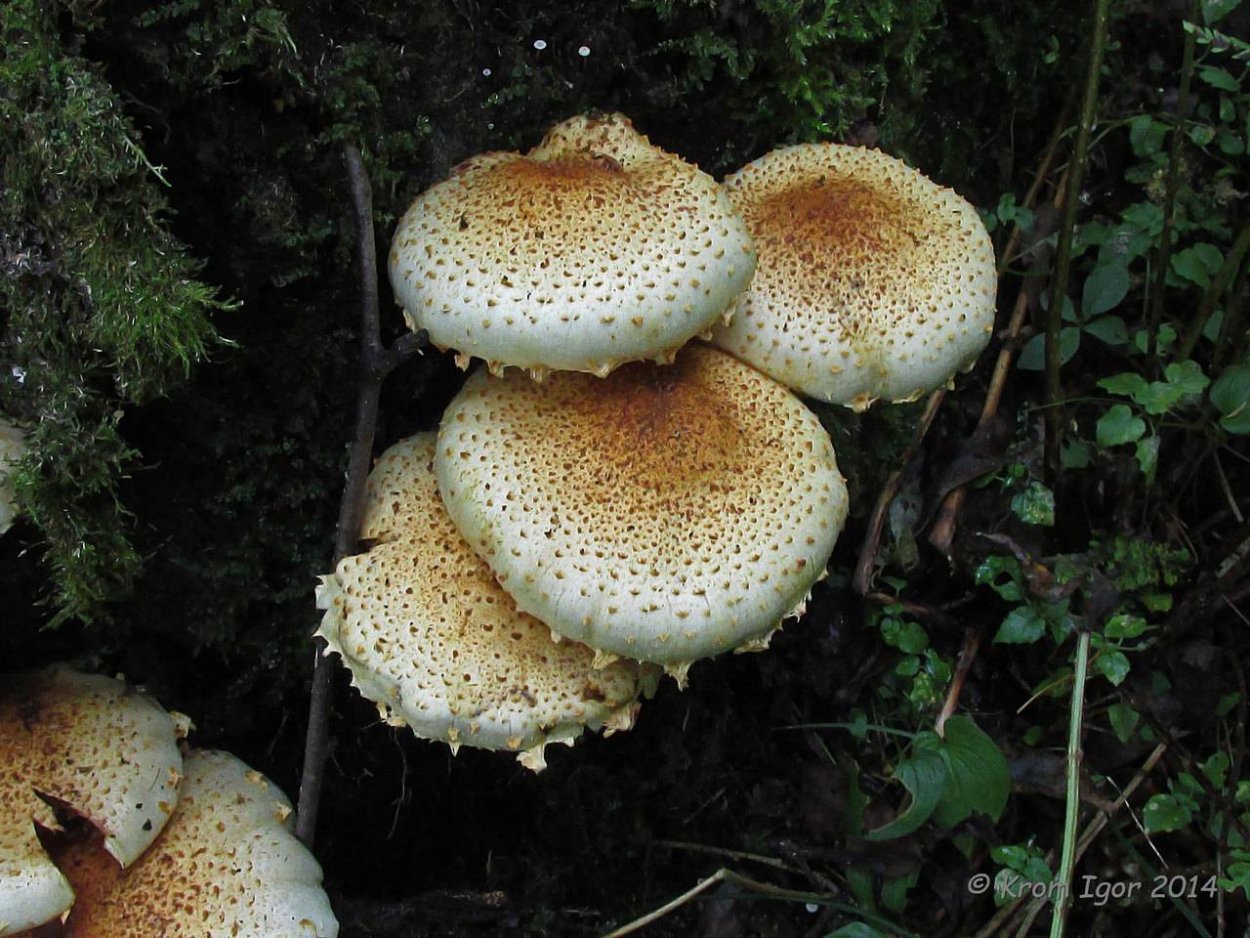 Чешуйчатка Сосновая Pholiota pinicola