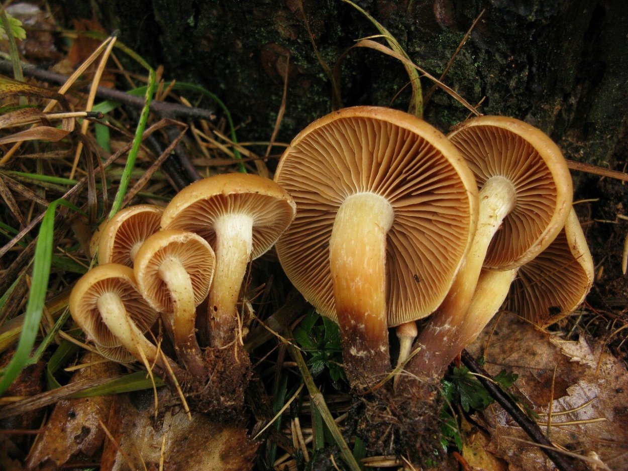 Чешуйчатка Боровая