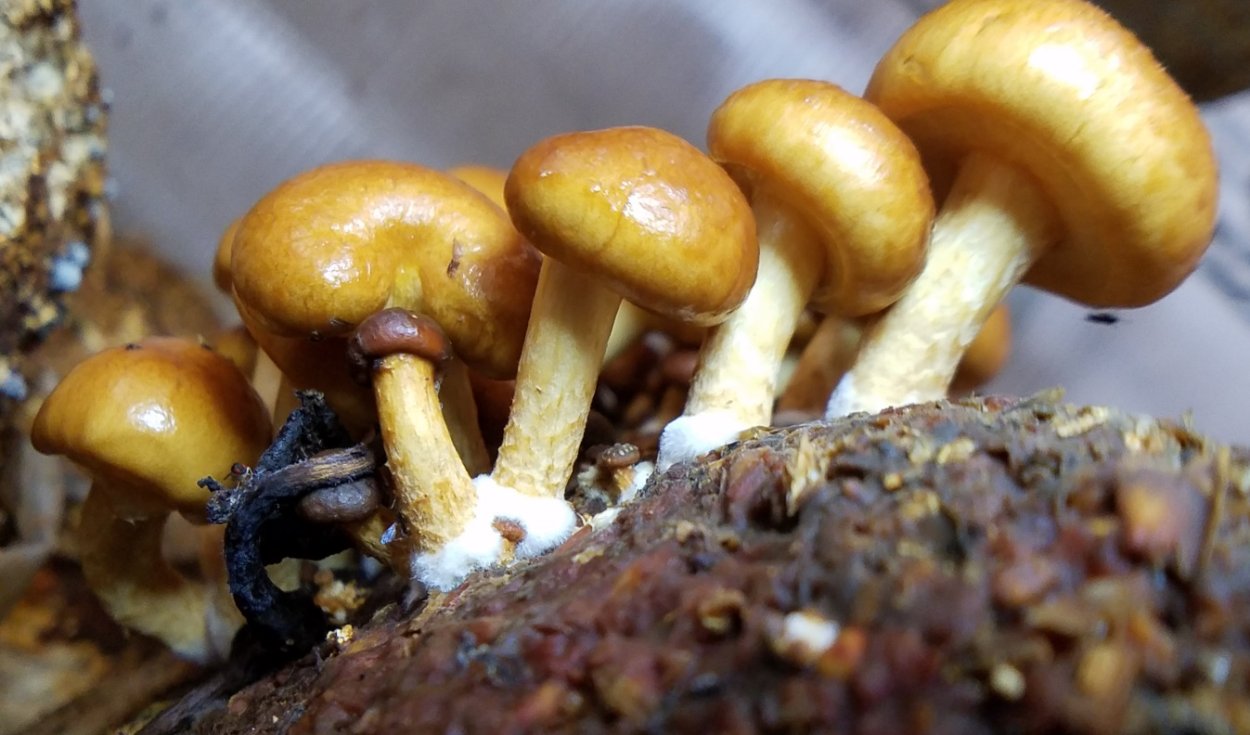 Чешуйчатка Боровая