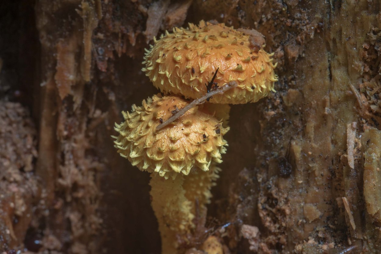 Pholiota Flammans