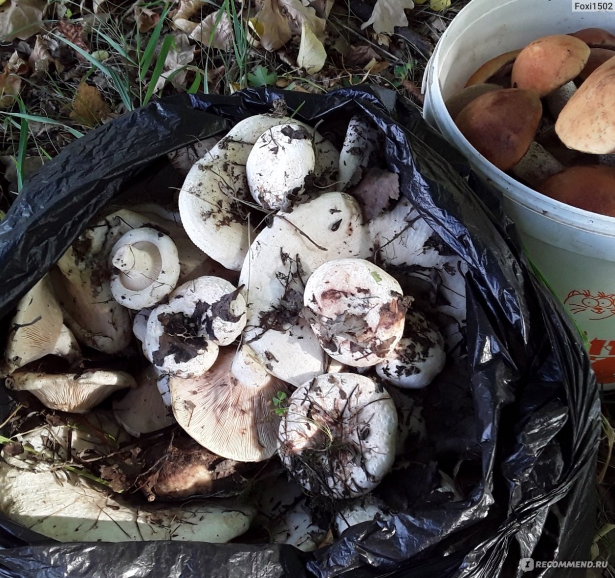 Грибы грузди грибной Алтай.