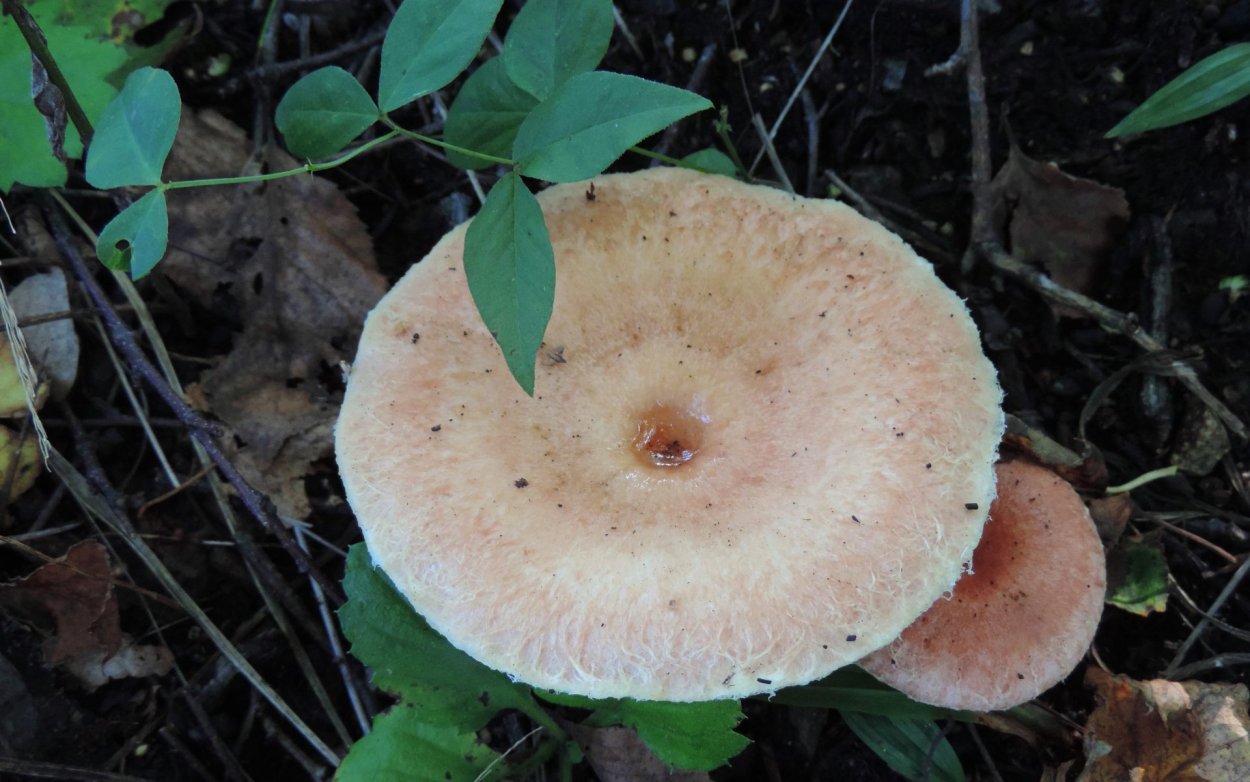 Волнушка переросток