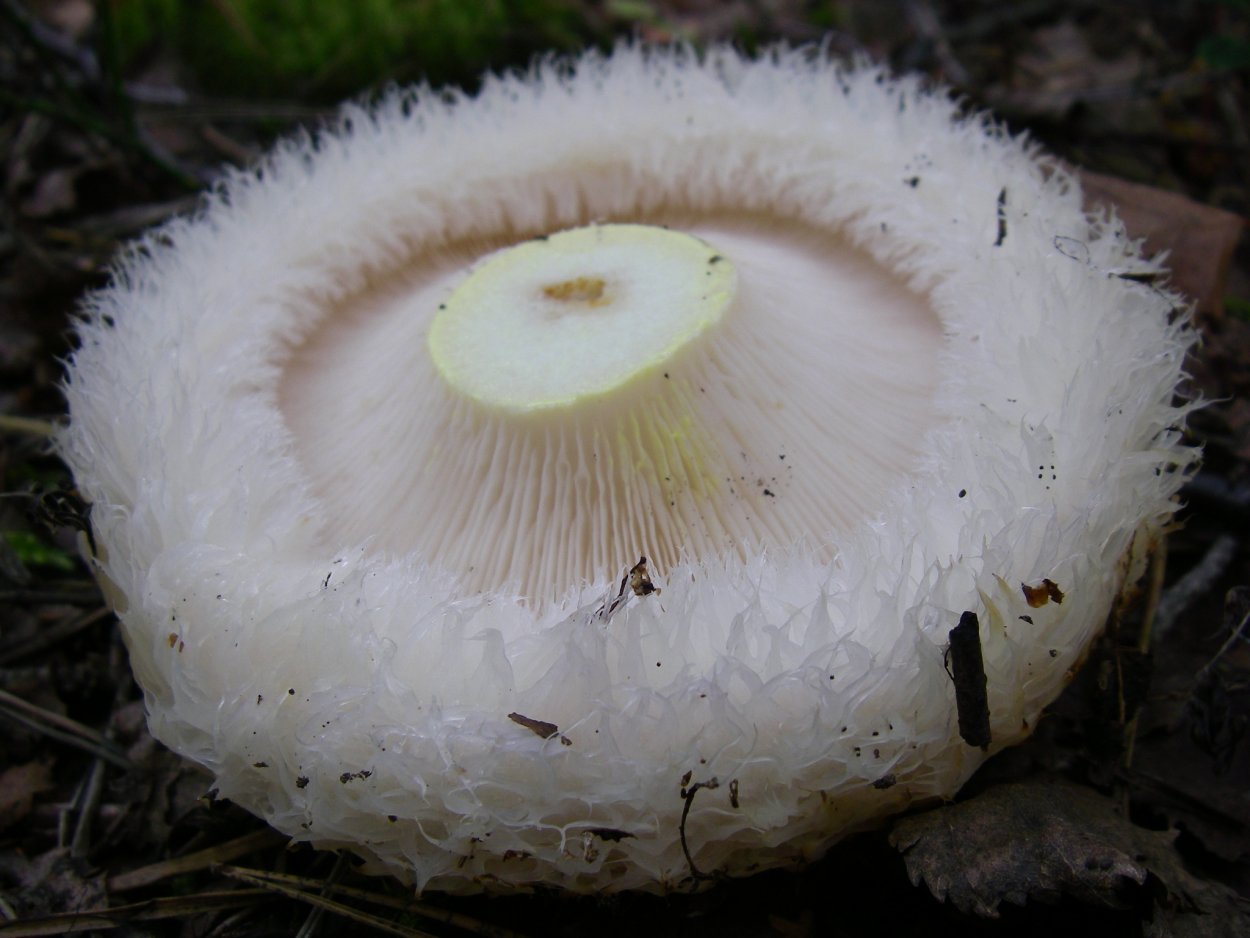 Гриб белый груздь