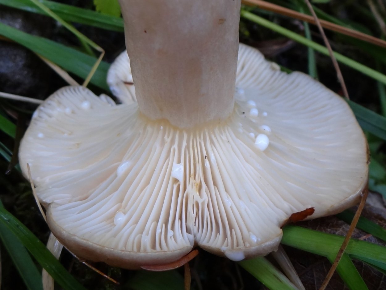 Млечник лиловеющий грибы