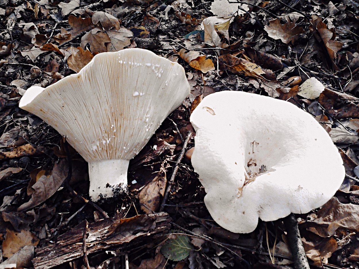 Скрипица волнушка белая