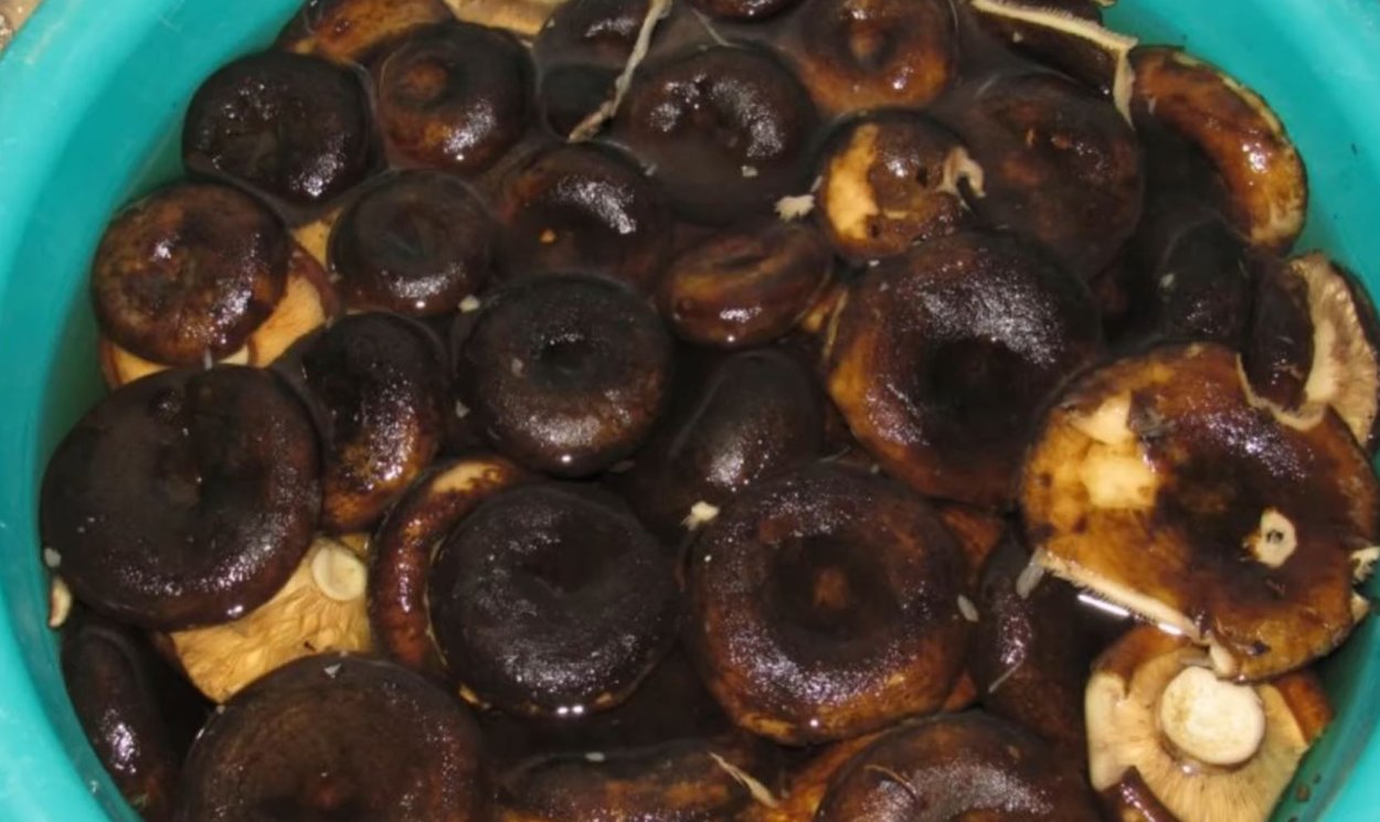 Грибы грузди черные соленые