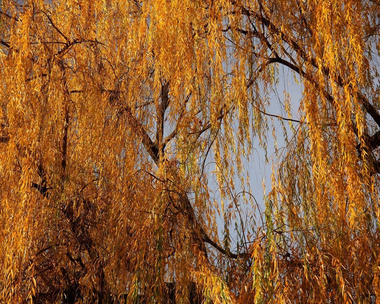 Ива Вавилонская осенью