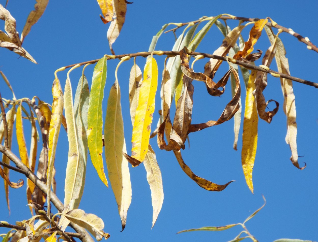 Увядание ивы