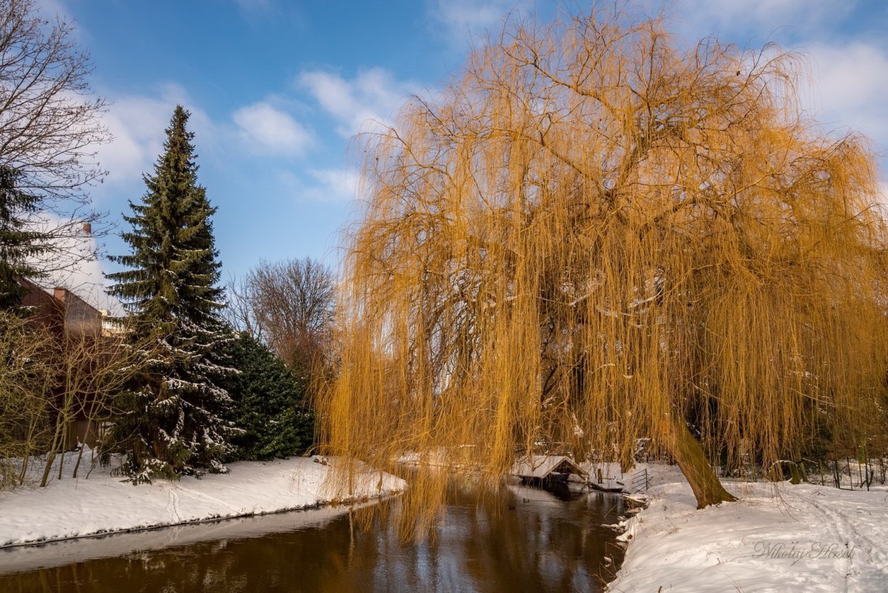 Китайская плакучая Ива