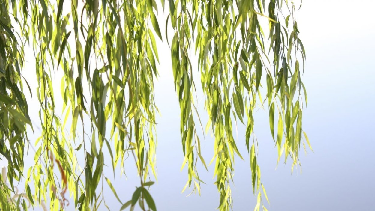 Свисающие ветки ивы