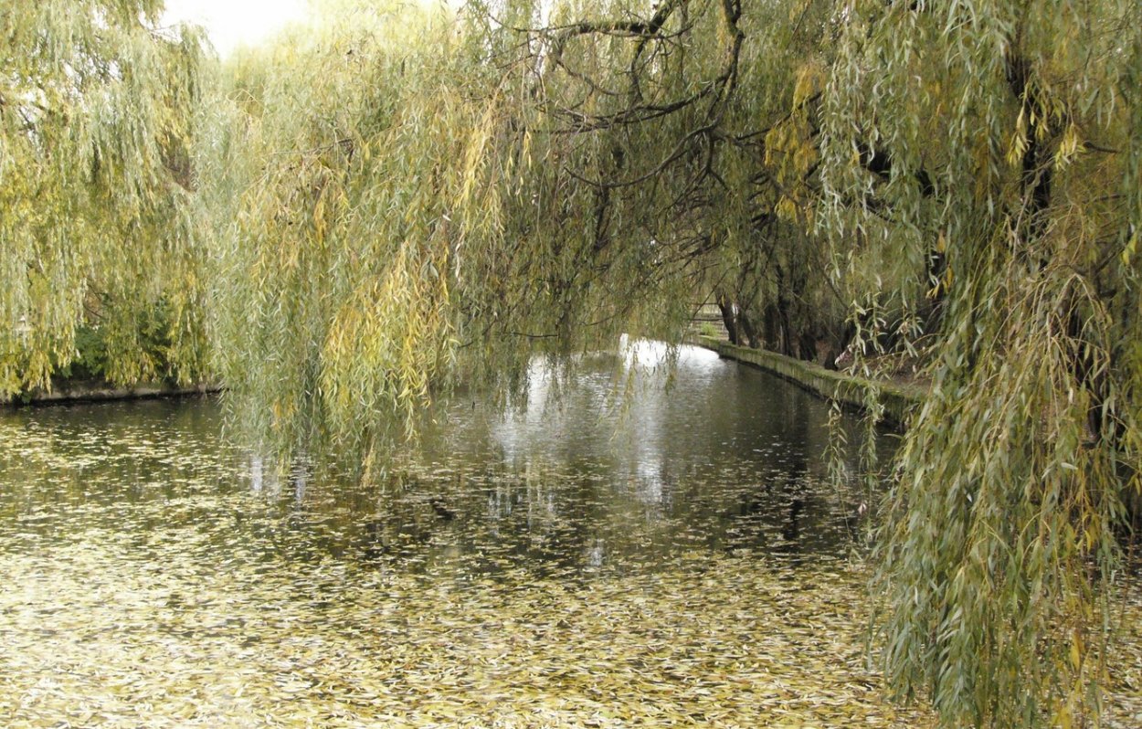 Плакучая Ива на реке Кубань