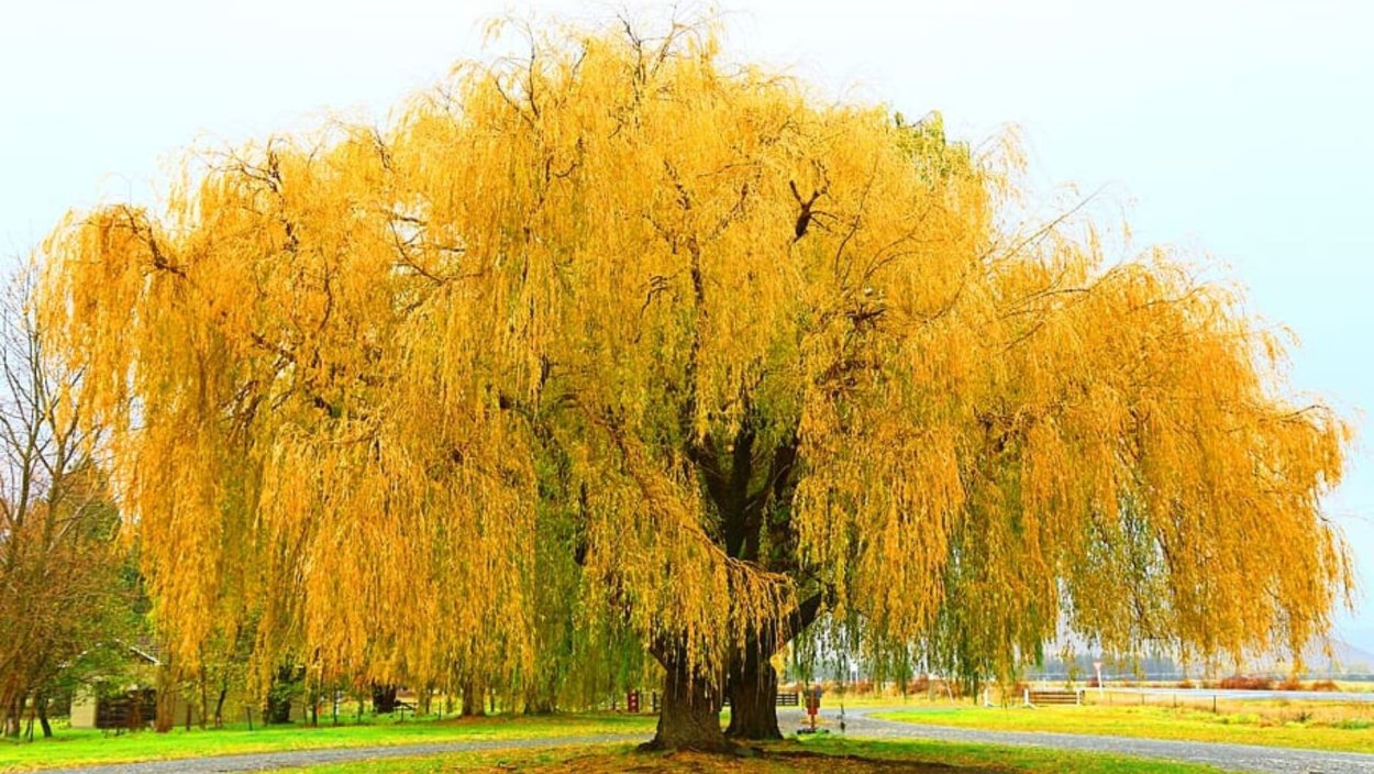 Ива золотистоволосистая Хрисокома