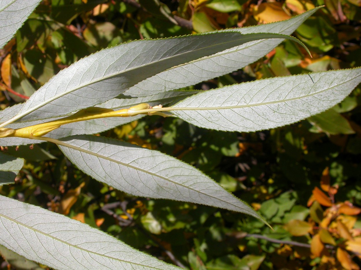 Саликс фрагилис