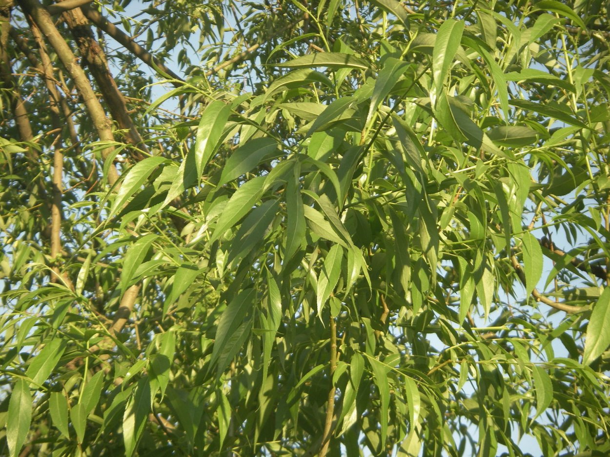 Ива остролистная кора