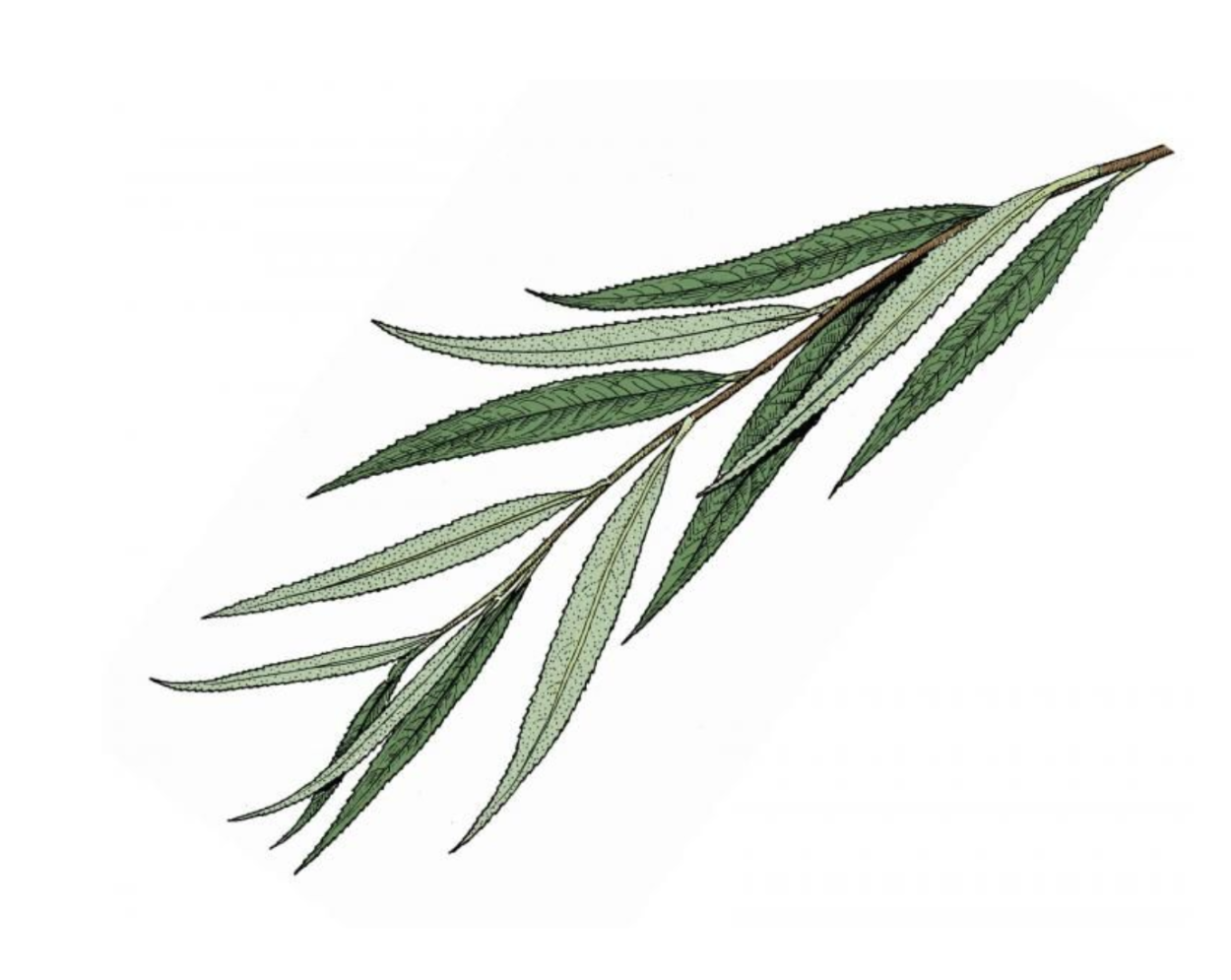 Ветка ивы Ивовая ветка