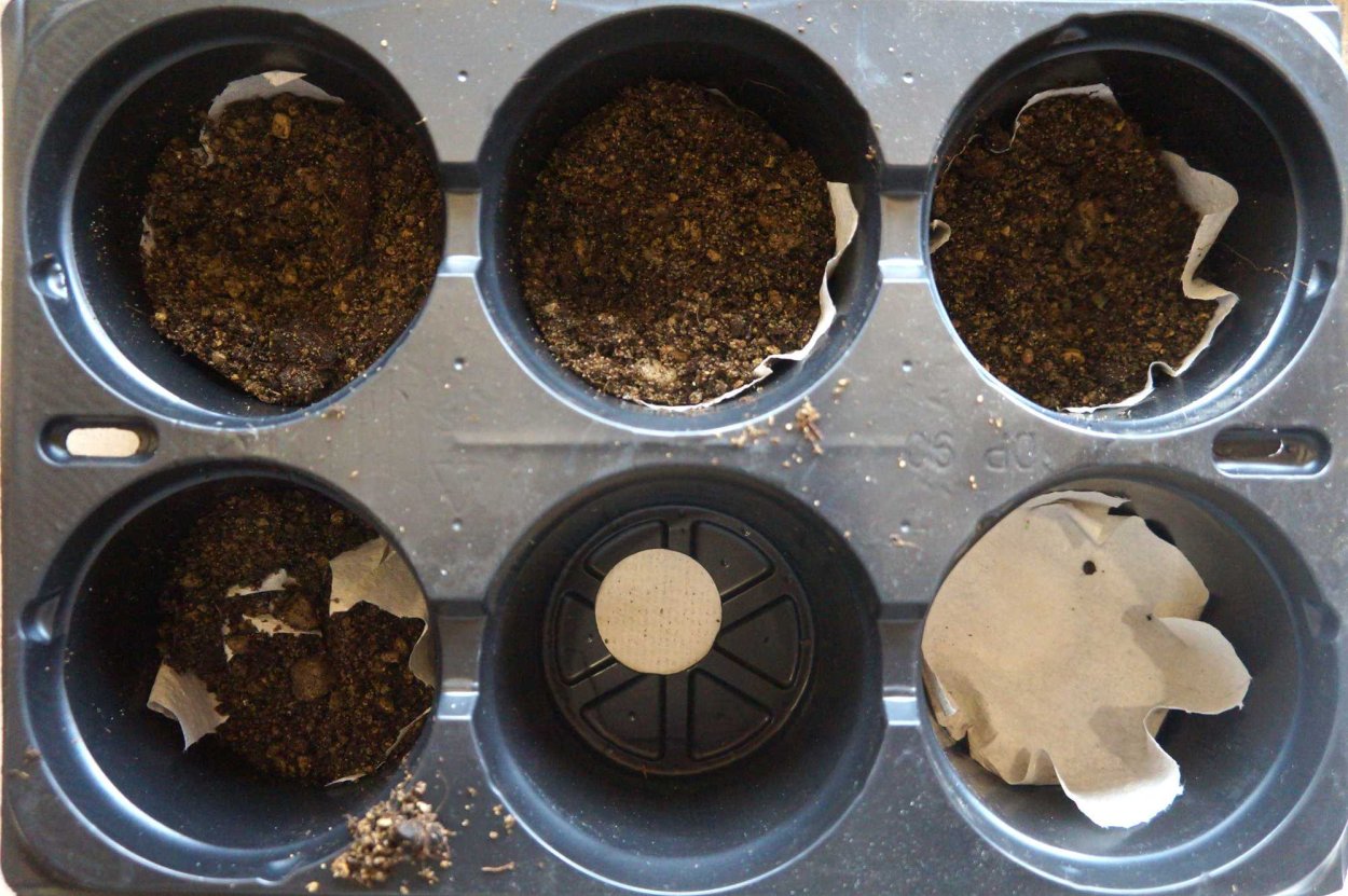 Посев липы семенами