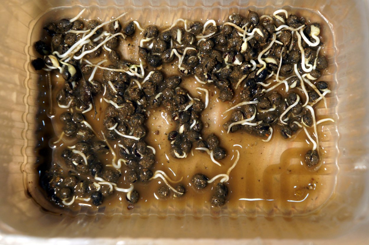 Всходы липы