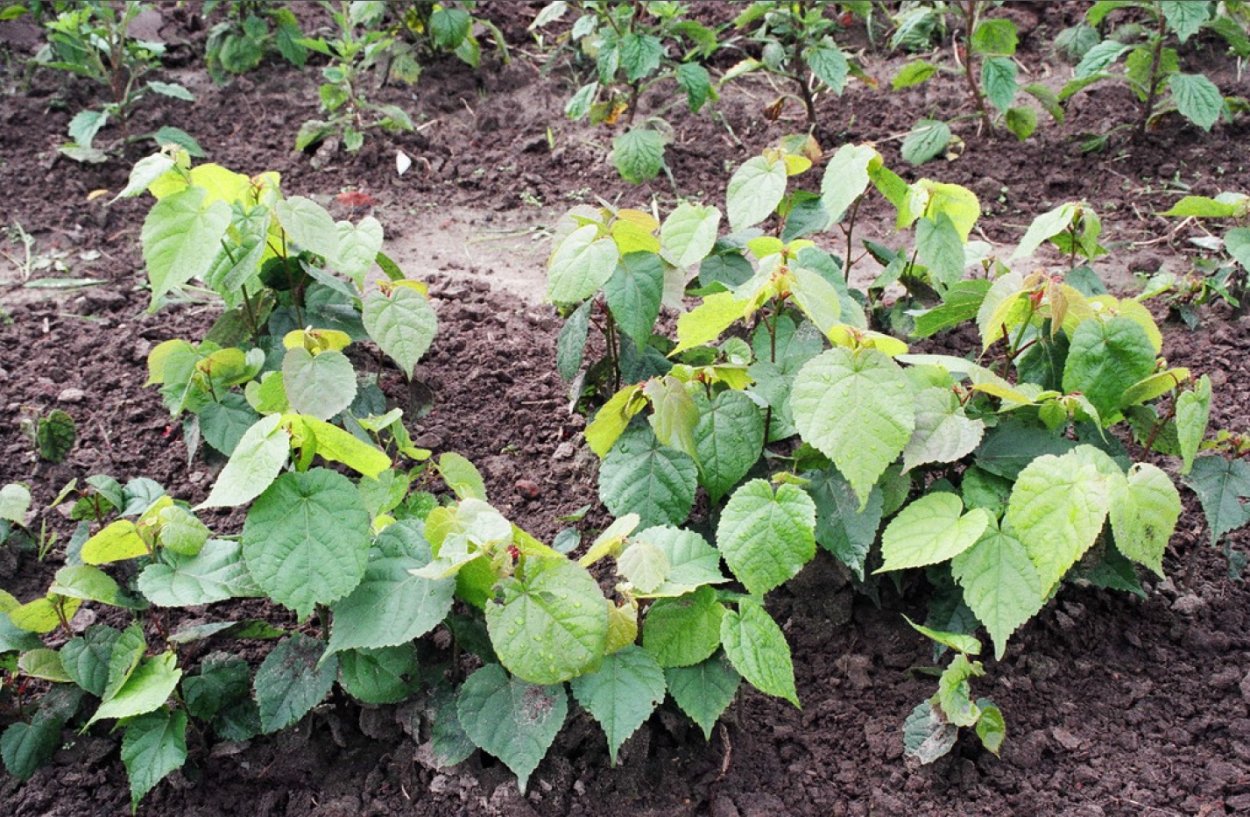 Всходы липы