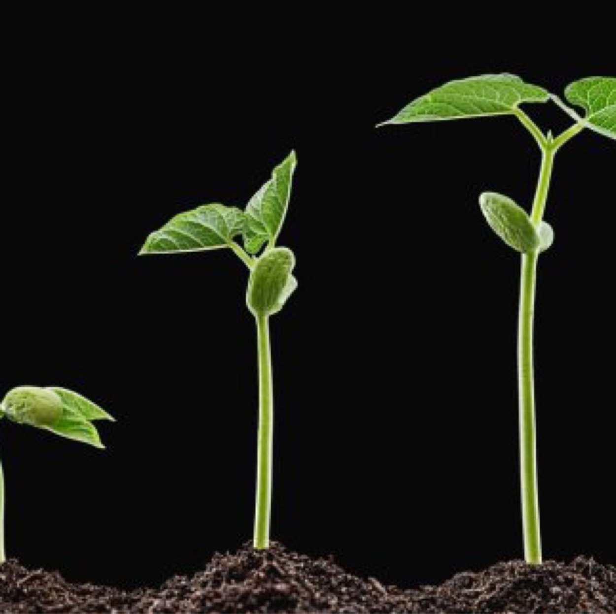 Маленький проросток фасоль