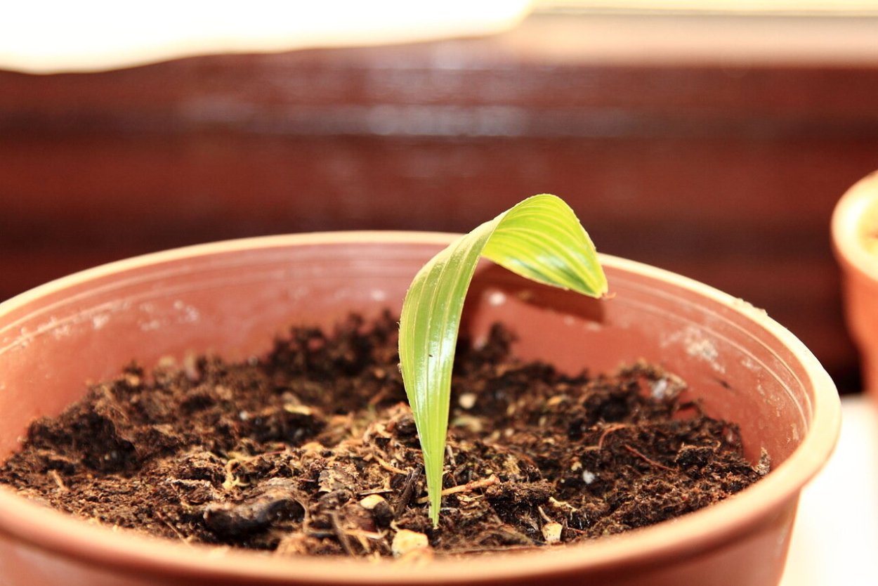 Пальма хамедорея семена