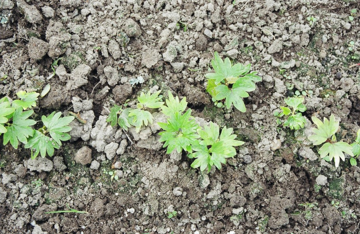 Всходы березы