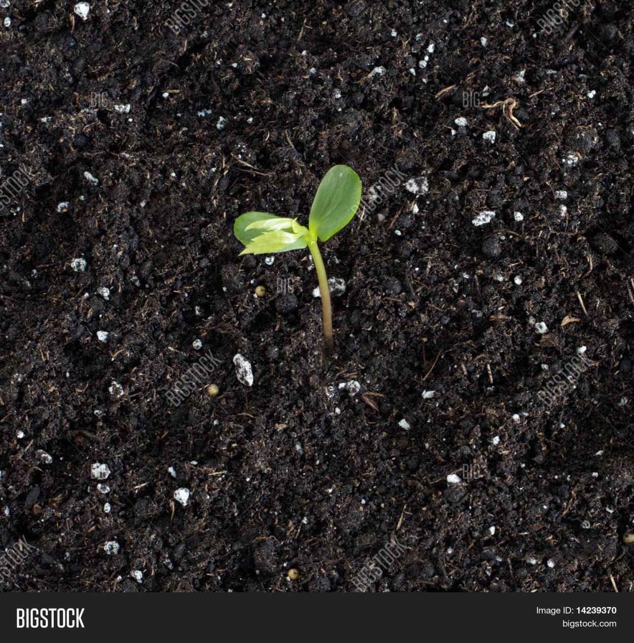 Проросток яблони