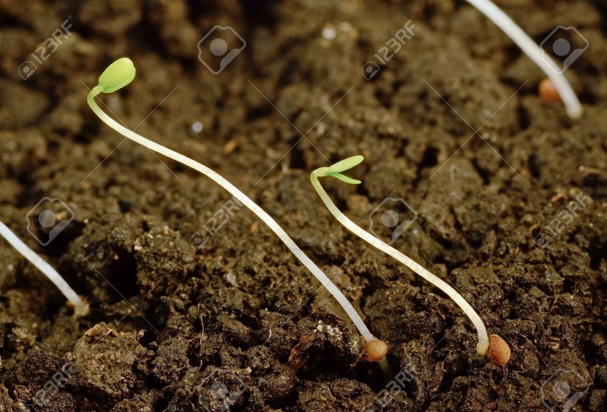 Всходы рассады земляники