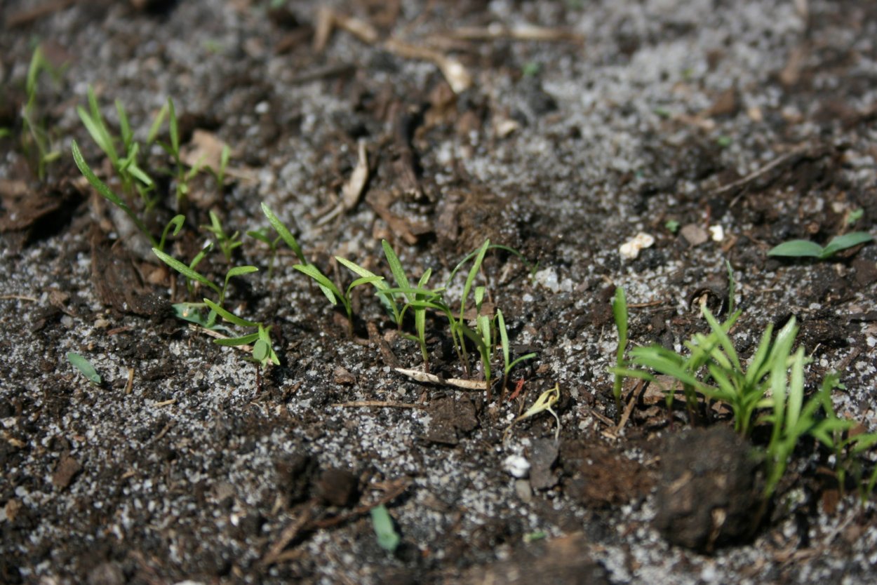 Всход семян моркови