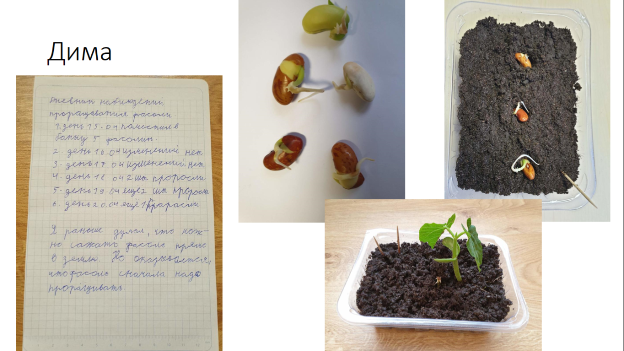 Опыт с ростками фасоли