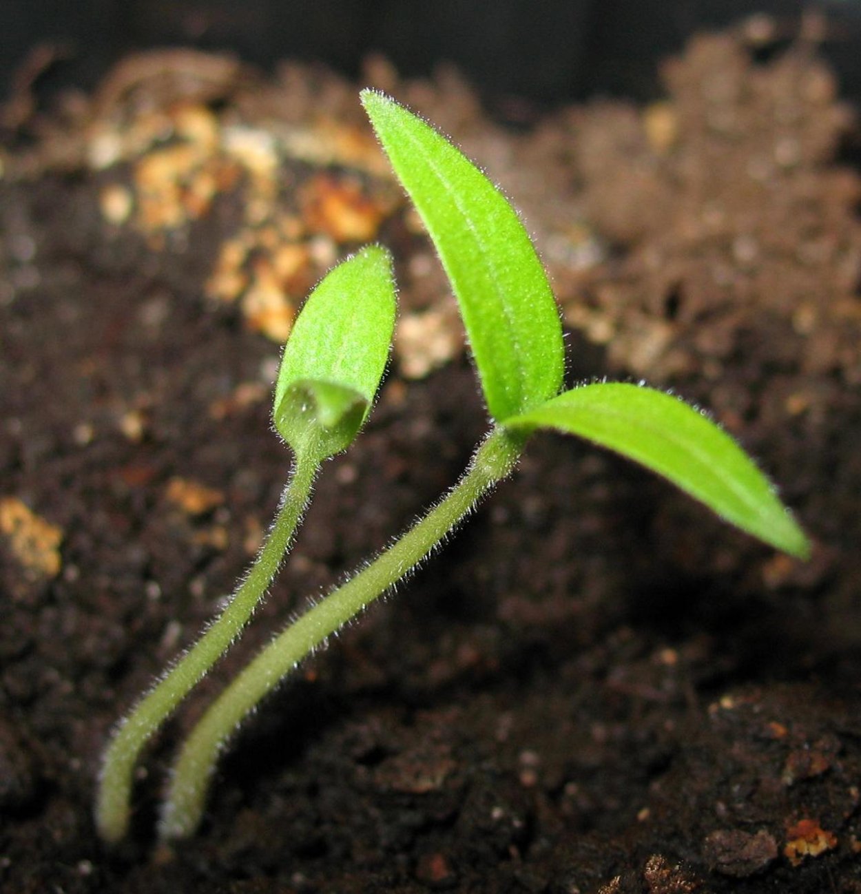 Проросток помидора