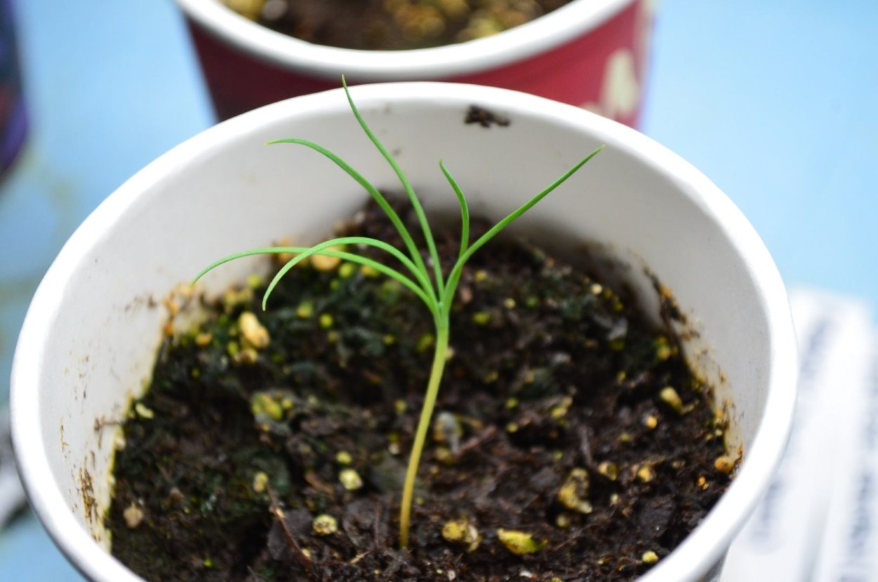 Елка из семечка Росток