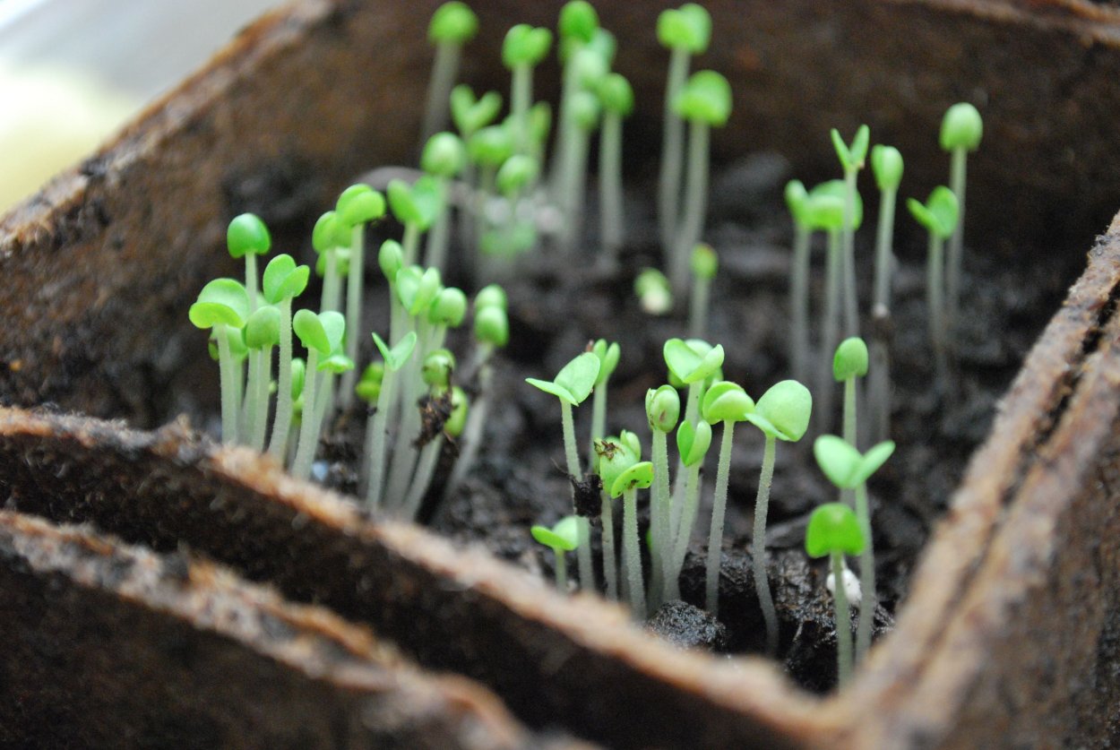 Проростки семян базилика