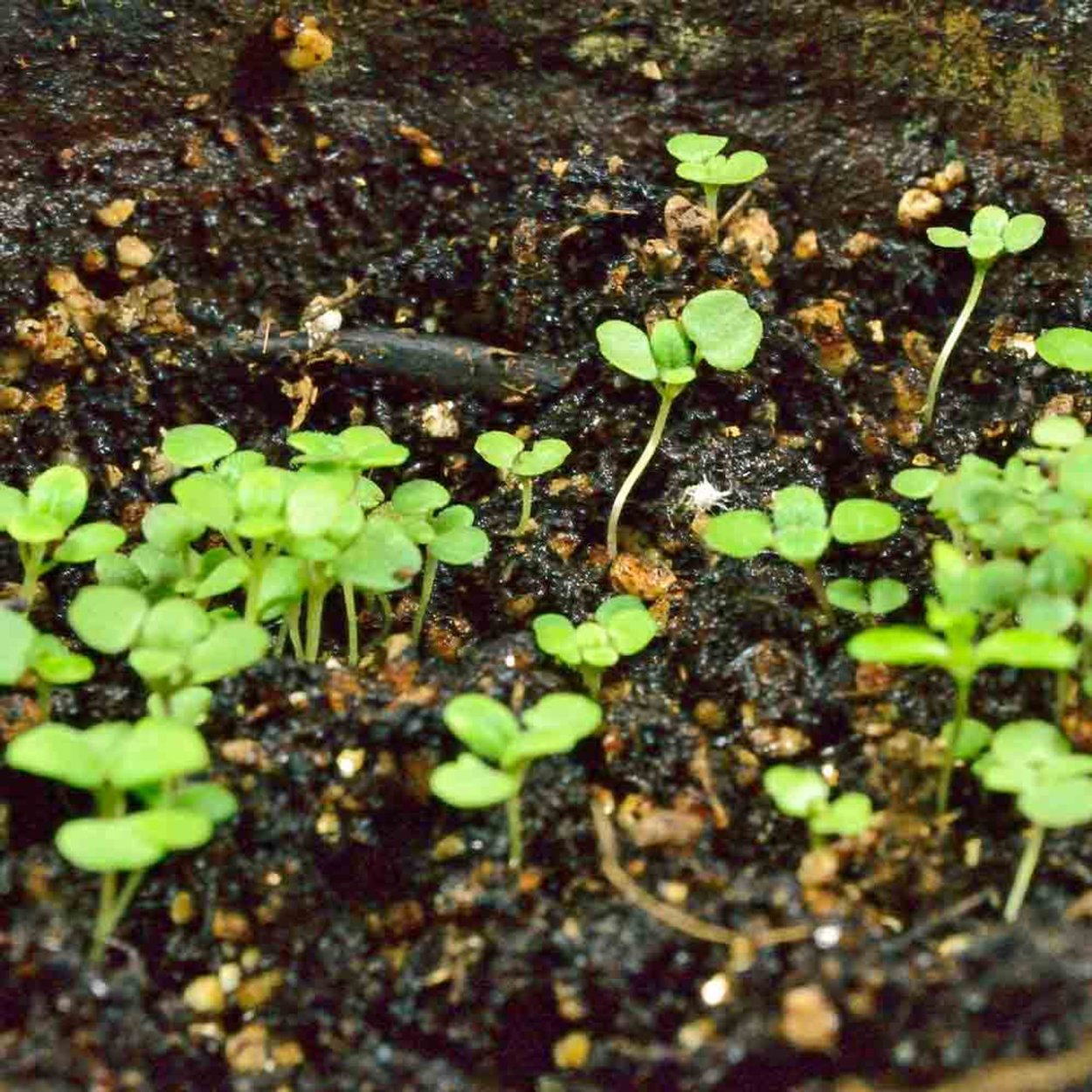 Орегано рассада