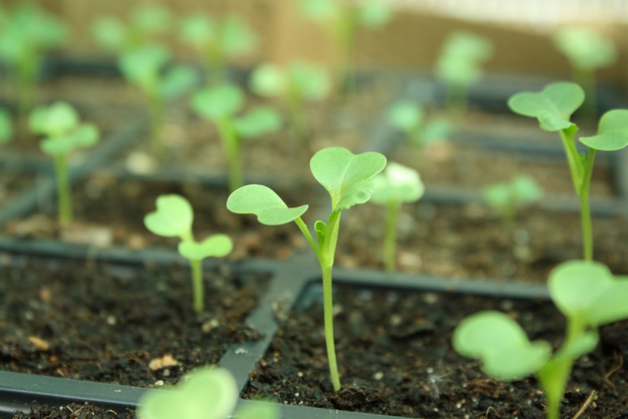 Пекинская капуста ростки