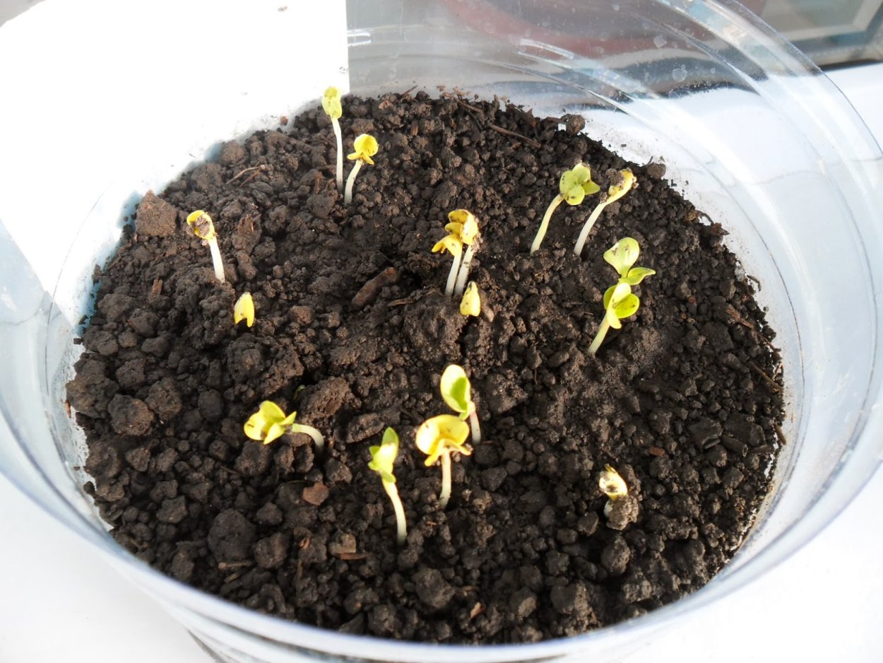 Ростки липы из семян