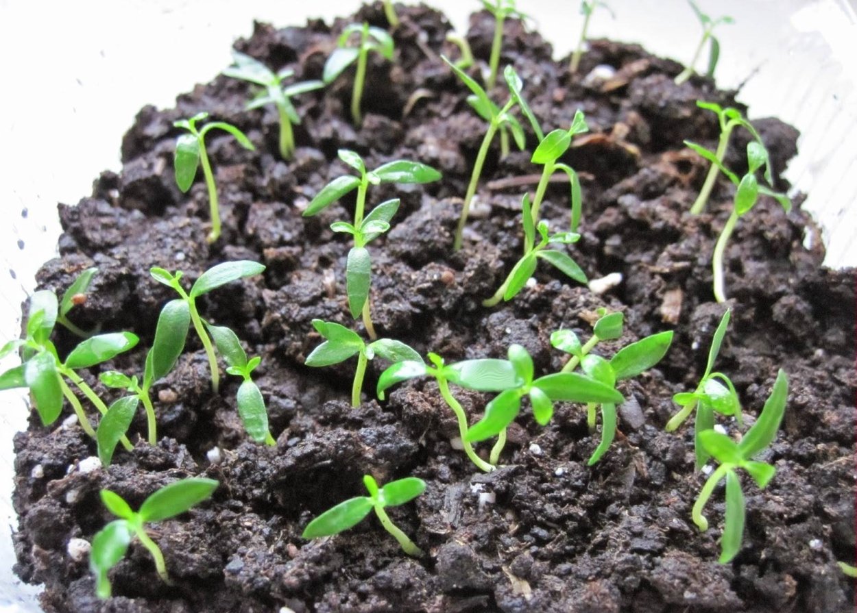 Всходы семян фейхоа