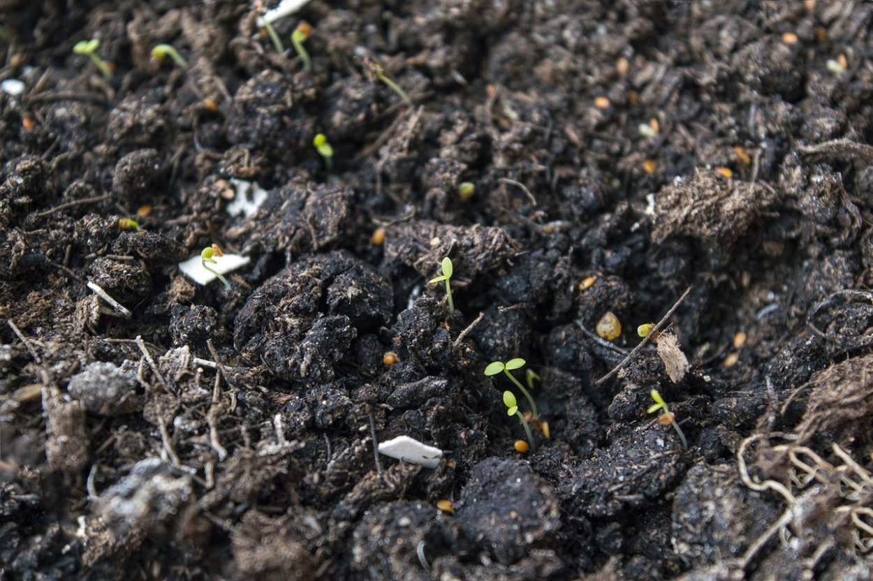 Алиссум рассада всходы