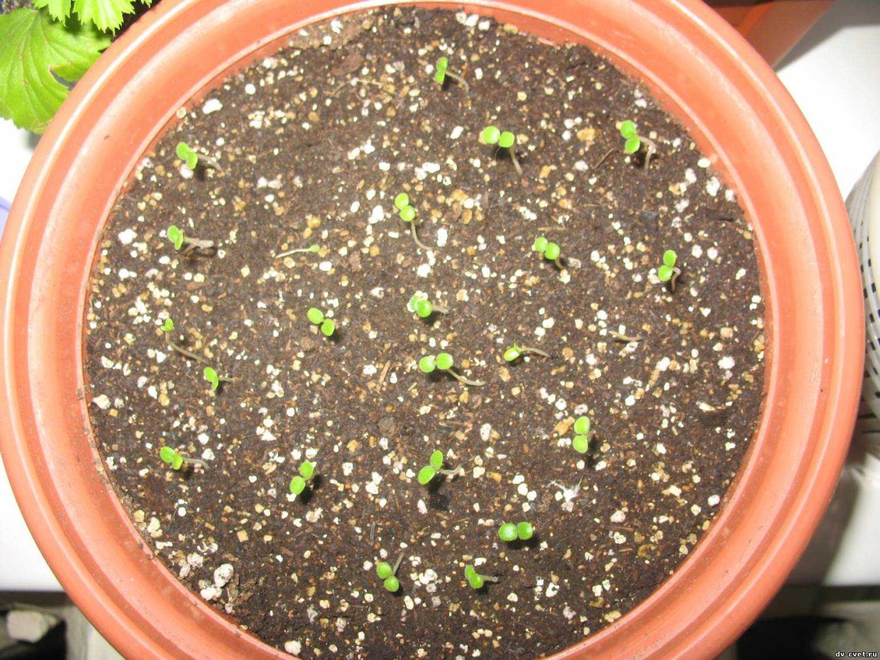 Лантана рассада