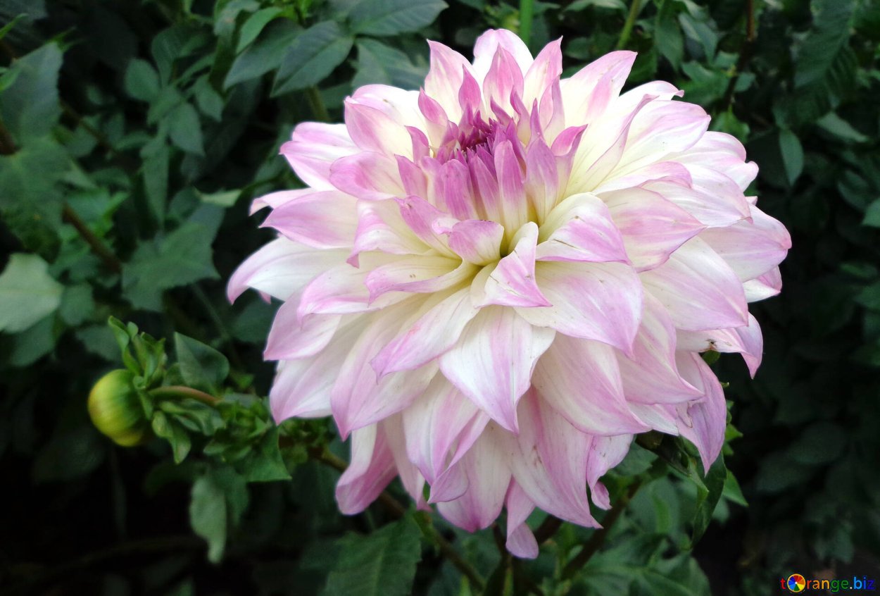 Георгин Императорский Dahlia Imperialis