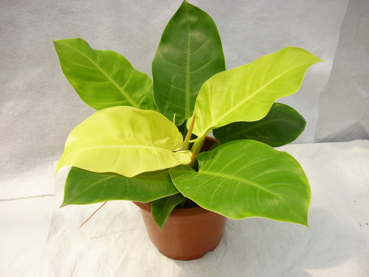 Филодендрон Golden Princess