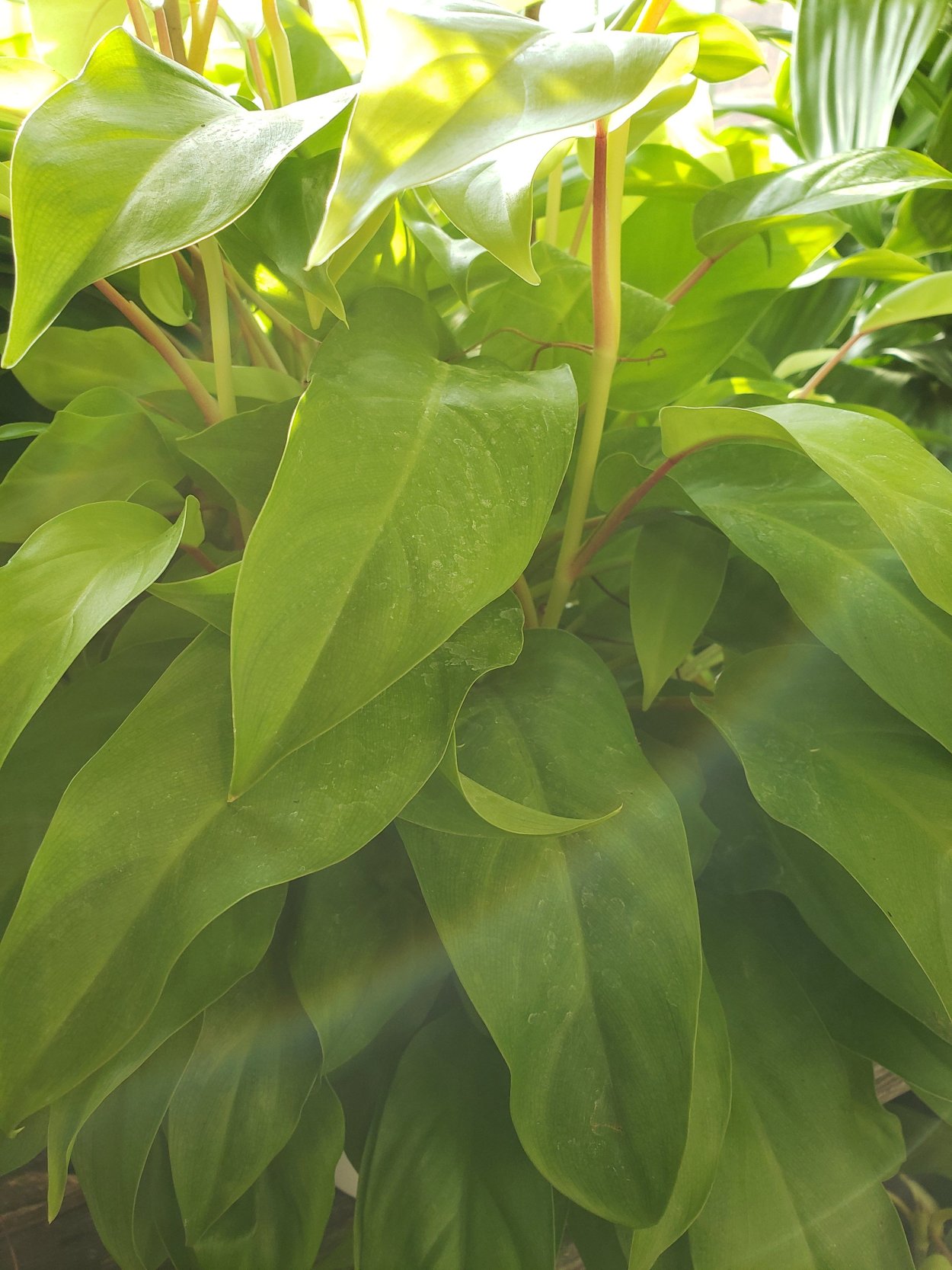 Филодендрон Грин лайм