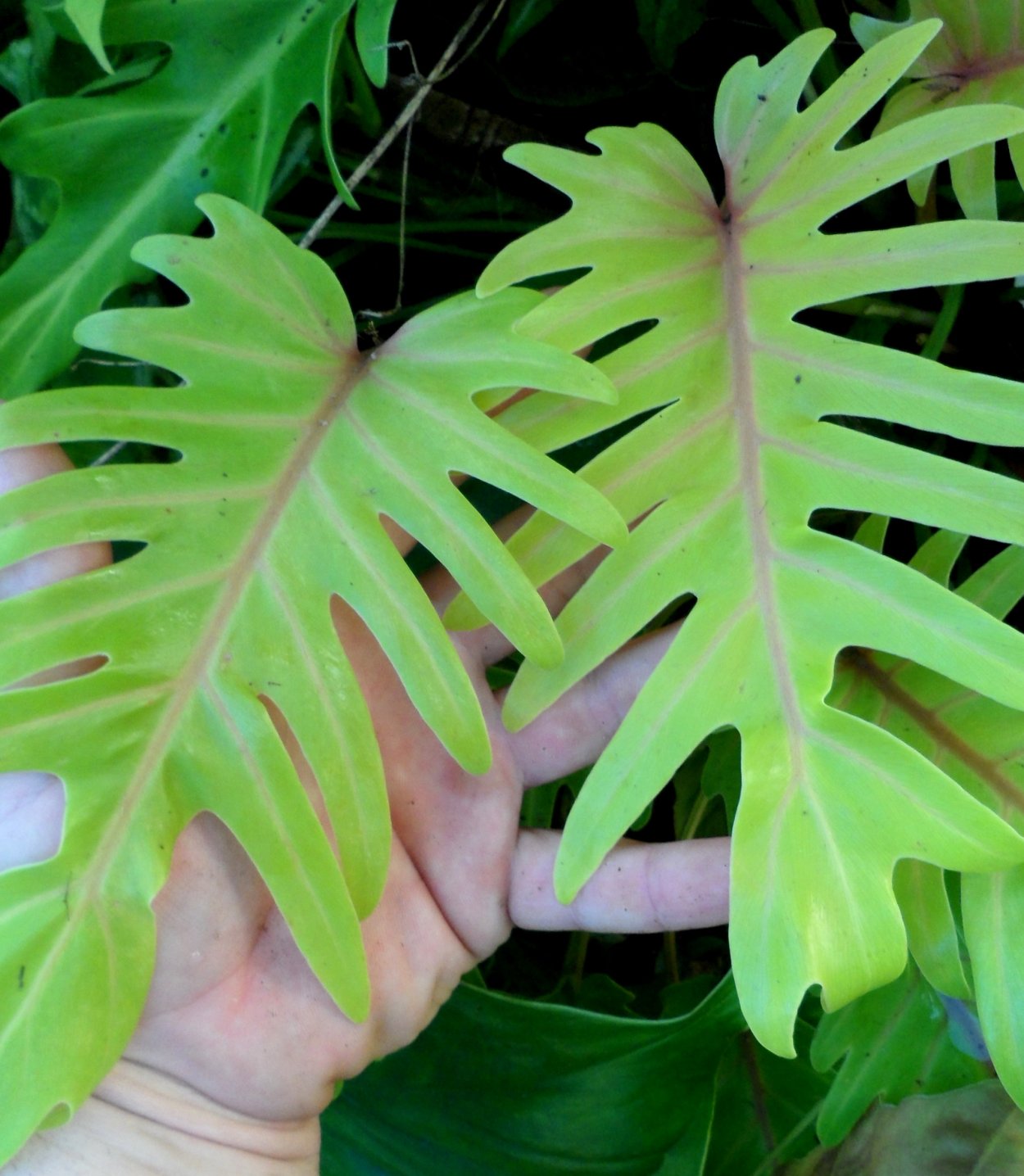 Филодендрон Ксанаду Голд