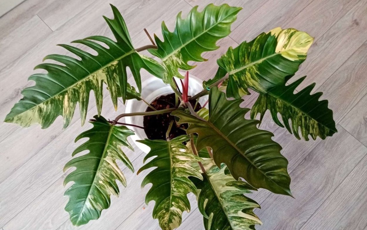 Филодендрон Марбл