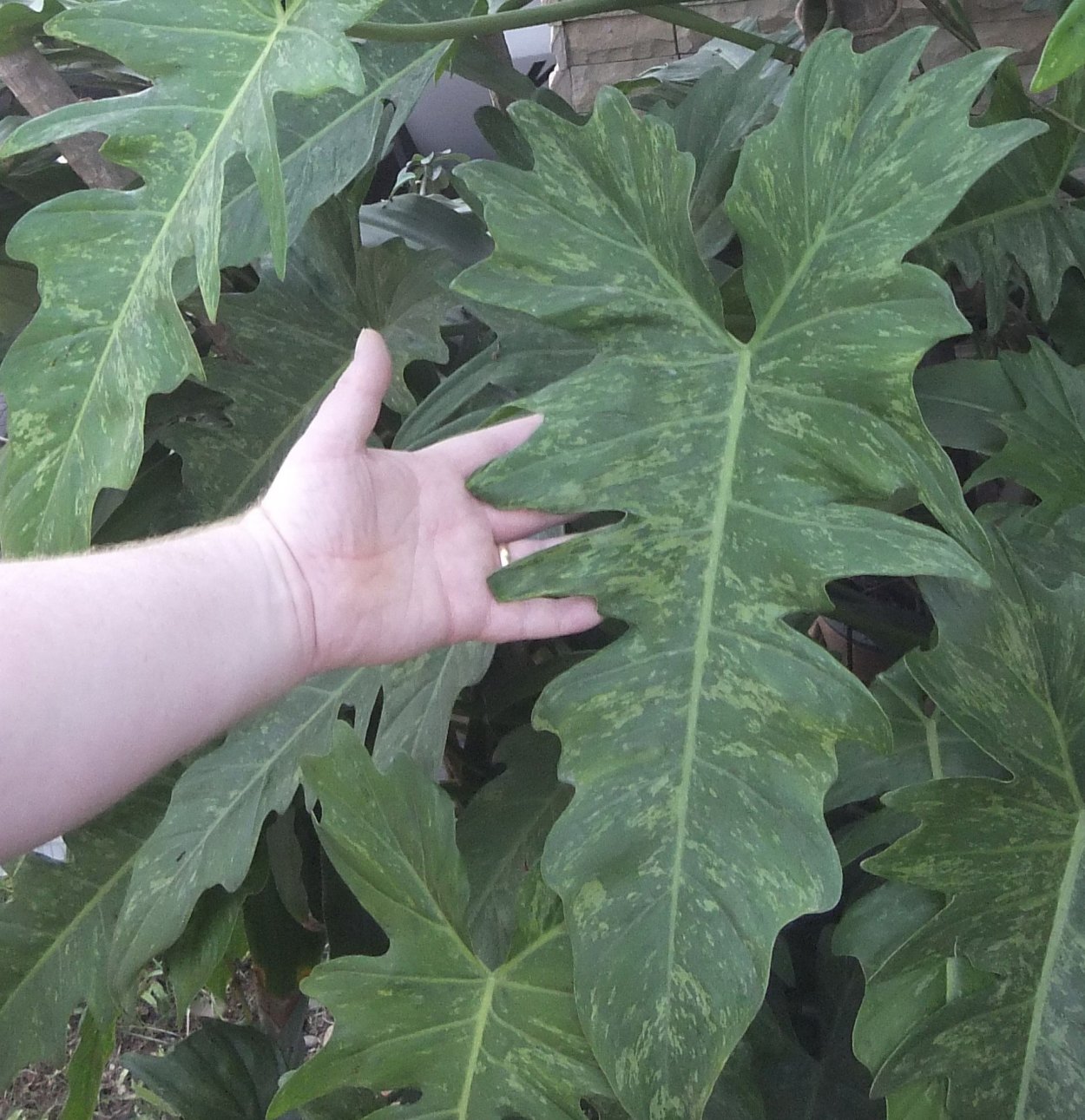 Филодендрон Грин дракон