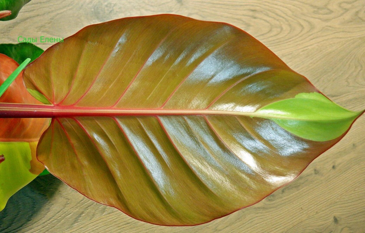 Империал Еллоу Флейм Филодендрон