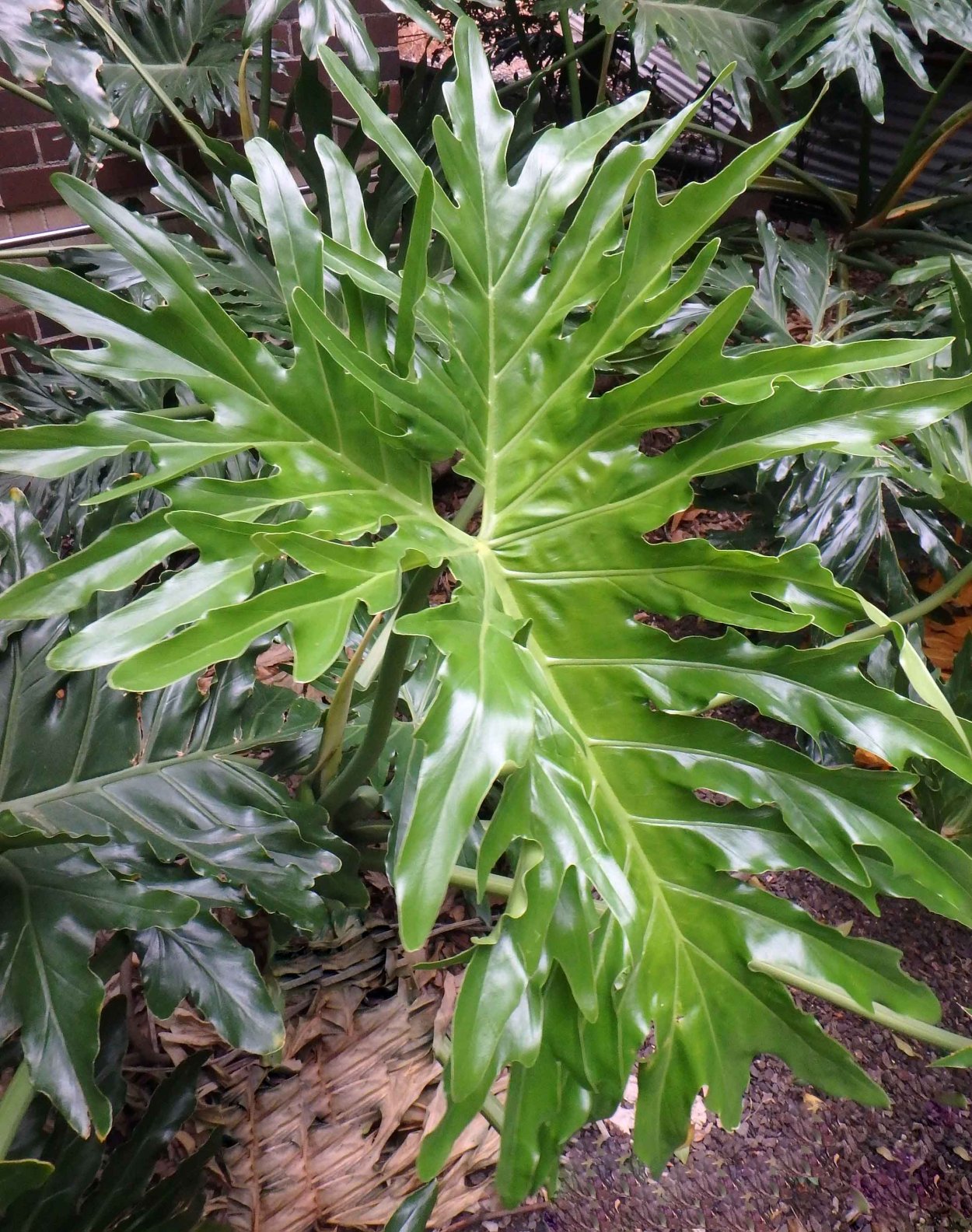 Филодендрон бипиннатифидум