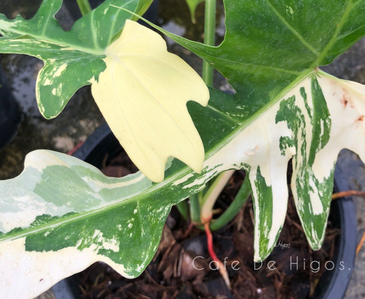 Филодендрон Golden Dragon