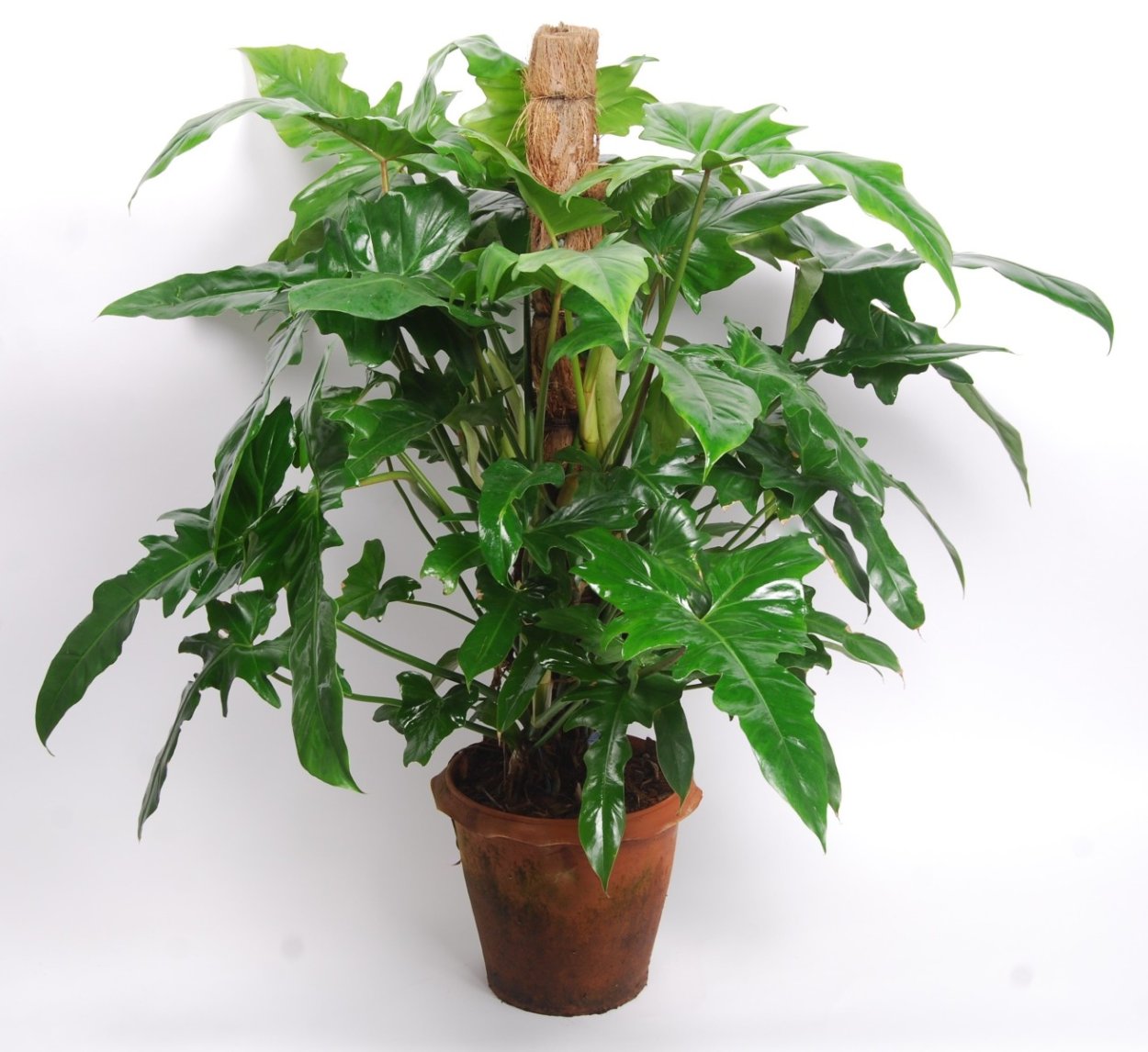 Филодендрон мандианум