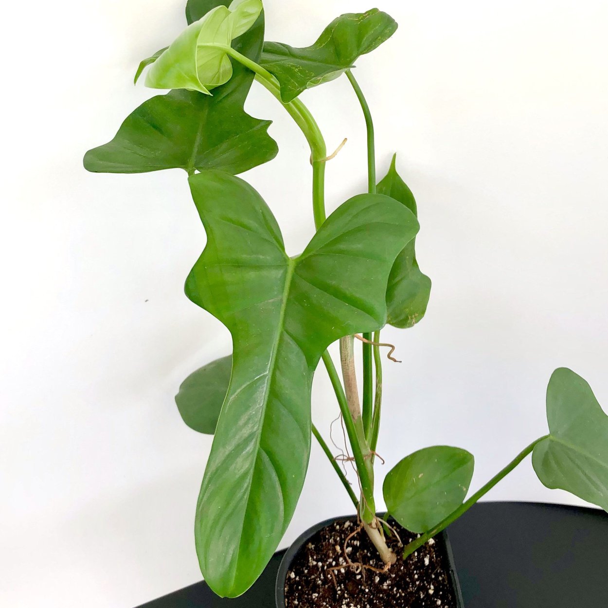 Филодендрон bipennifolium